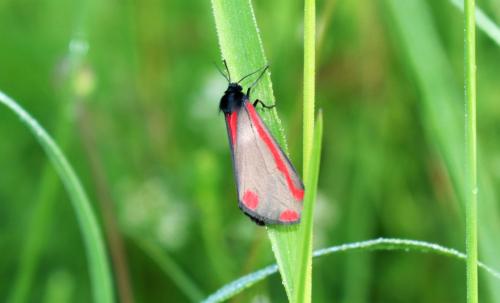 Tyria jacobaea